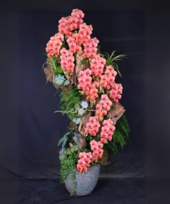 Chậu Lan Hồ Điệp Mừng Thọ Nét Vui