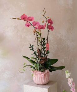 Chậu Lan Hồ Điêp Mừng Thọ Phượng Mộng Hoa