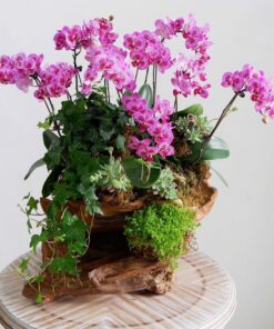 Chậu Lan Hồ Điệp Mừng Thọ Vườn Hoa Địa Đàng