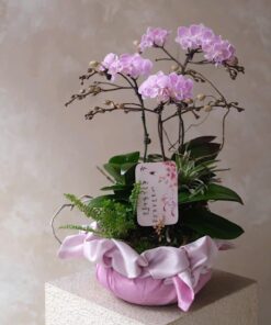 Chậu Lan Hồ Điệp My Juliet