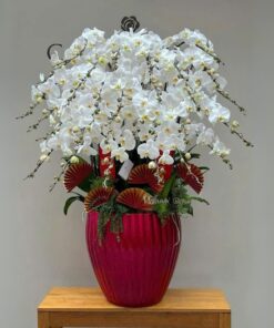 Chậu Lan Hồ Điệp Ngọc Phương Lan