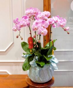 Chậu Lan Hồ Điệp Nòng Cháy