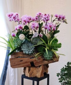 Chậu Lan Hồ Điệp Ocean