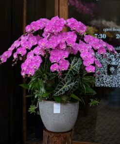 Chậu Lan Hồ Điệp Phát Đạt