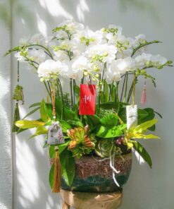 Chậu Lan Hồ Điệp Phúc An Khang