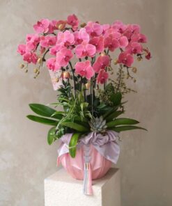 Chậu Lan Hồ Điệp Please Don't