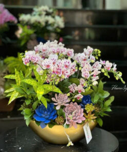 Chậu Lan Hồ Điệp Pure Grace Orchid