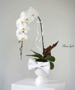 Chậu Lan Hồ Điệp Radiant Love Orchid