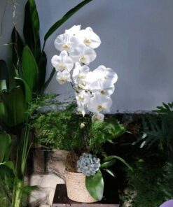 Chậu Lan Hồ Điệp Sắc Hương Ngày Xuân