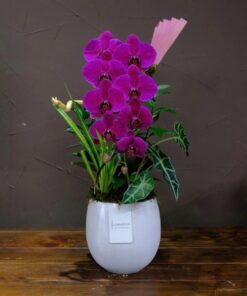 Chậu Lan Hồ Điệp Shining Pearl Orchid