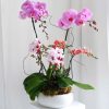 Chậu Lan Hồ Điệp Silver Sky Orchid