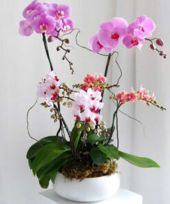 Chậu Lan Hồ Điệp Silver Sky Orchid