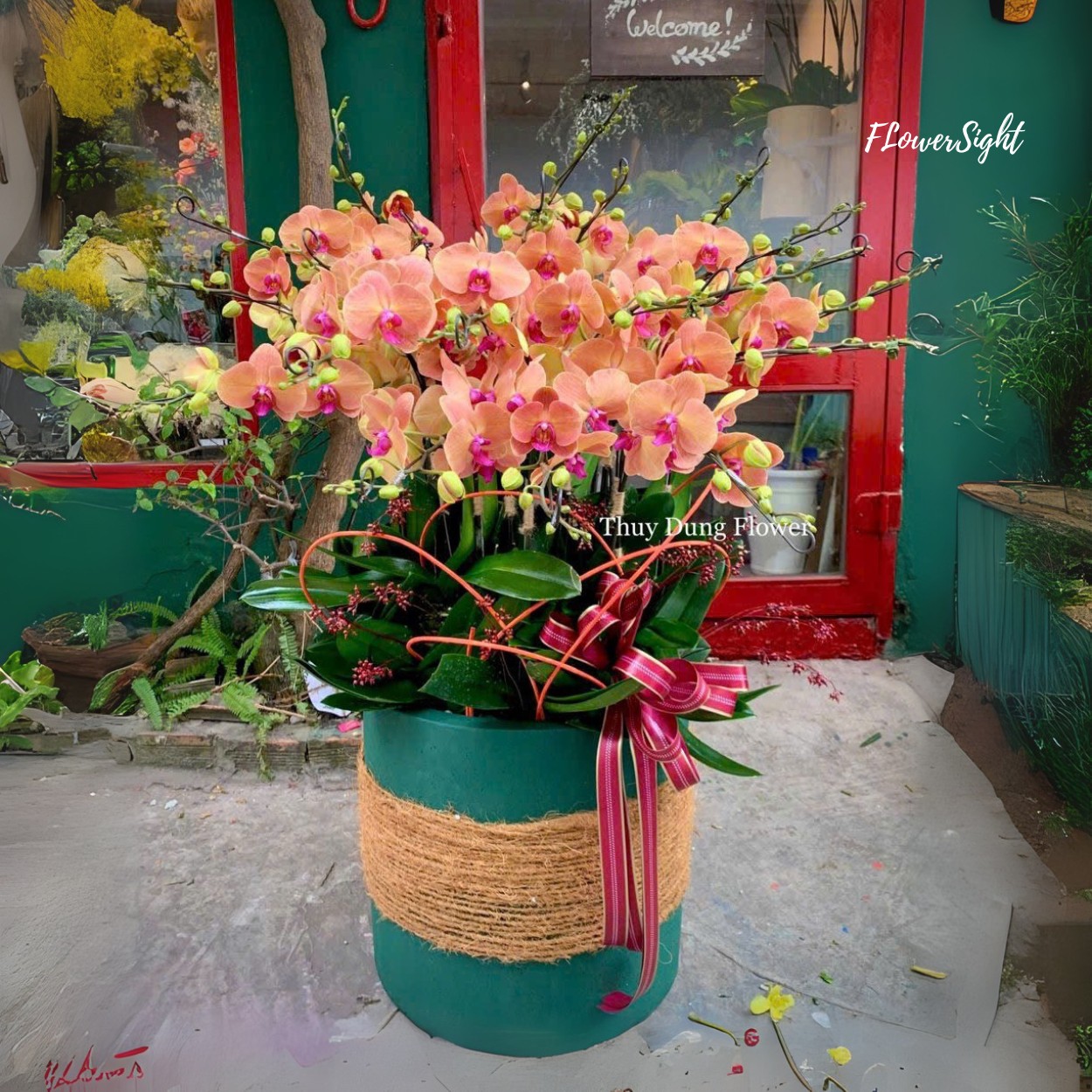 Chậu Lan Hồ Điệp Sinh Nhật Big Step