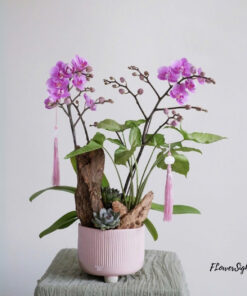 Chậu Lan Hồ Điệp Sinh Nhật Special Love