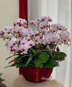 Chậu Lan Hồ Điệp Sinh Nhật Sweet Vibe