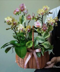 Chậu Lan Hồ Điệp Sinh Nhật Vân Hoa Tình