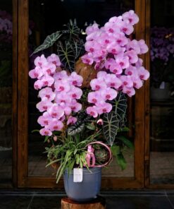 Chậu Lan Hồ Điệp Sumin