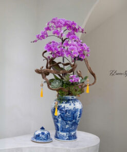 Chậu Lan Hồ Điệp Sunny Hop