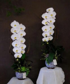 Chậu Lan Hồ Điệp Sunset Gold Orchid