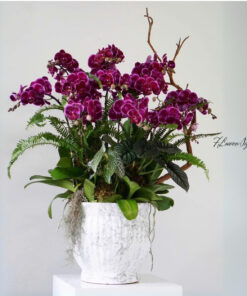 Chậu Lan Hồ Điệp Tài cát Viên mãn