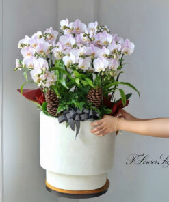 Chậu lan hồ điệp tân gia