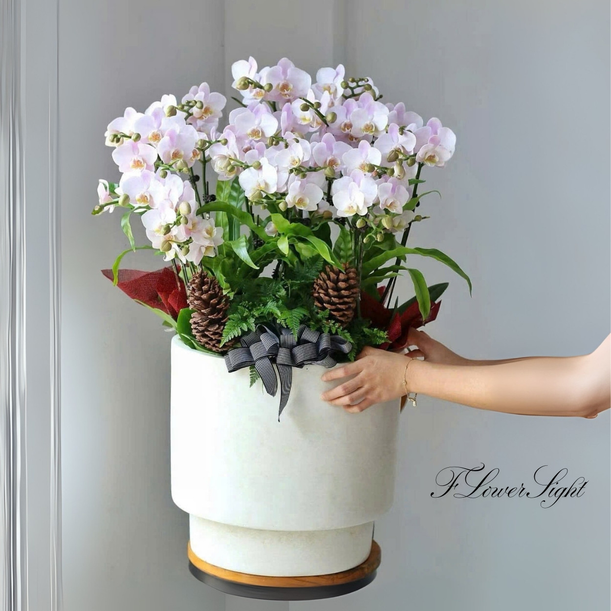 Chậu lan hồ điệp tân gia