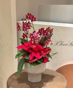 Chậu Lan Hồ Điệp Tân Gia Chân trời tươi đẹp