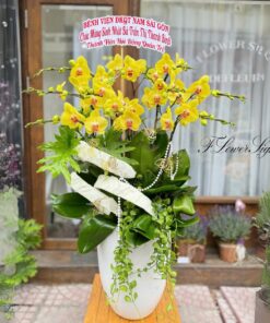 Chậu Lan Hồ Điệp Tân Gia Cosy