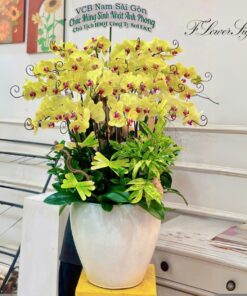 Chậu Lan Hồ Điệp Tân Gia Sắc màu