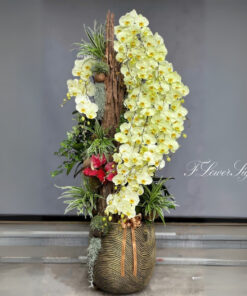 Chậu Lan Hồ Điệp Tân Gia Sự nghiệp tấn tới