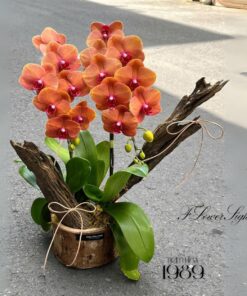 Chậu Lan Hồ Điệp Tân Gia Win Win