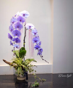 Chậu Lan Hồ Điệp Thanh Lan