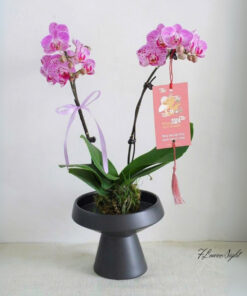 Chậu Lan Hồ Điệp Thịnh Vượng Và Tài Lộc