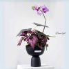 Chậu Lan Hồ Điệp Tím Ánh Dương