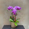 Chậu Lan Hồ Điệp Tím Ánh mặt trời