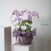Chậu Lan Hồ Điệp Tím Believe