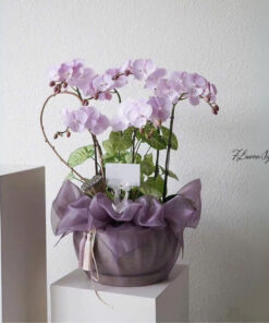 Chậu Lan Hồ Điệp Tím Believe