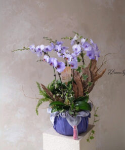 Chậu Lan Hồ Điệp Tím Biết Yêu