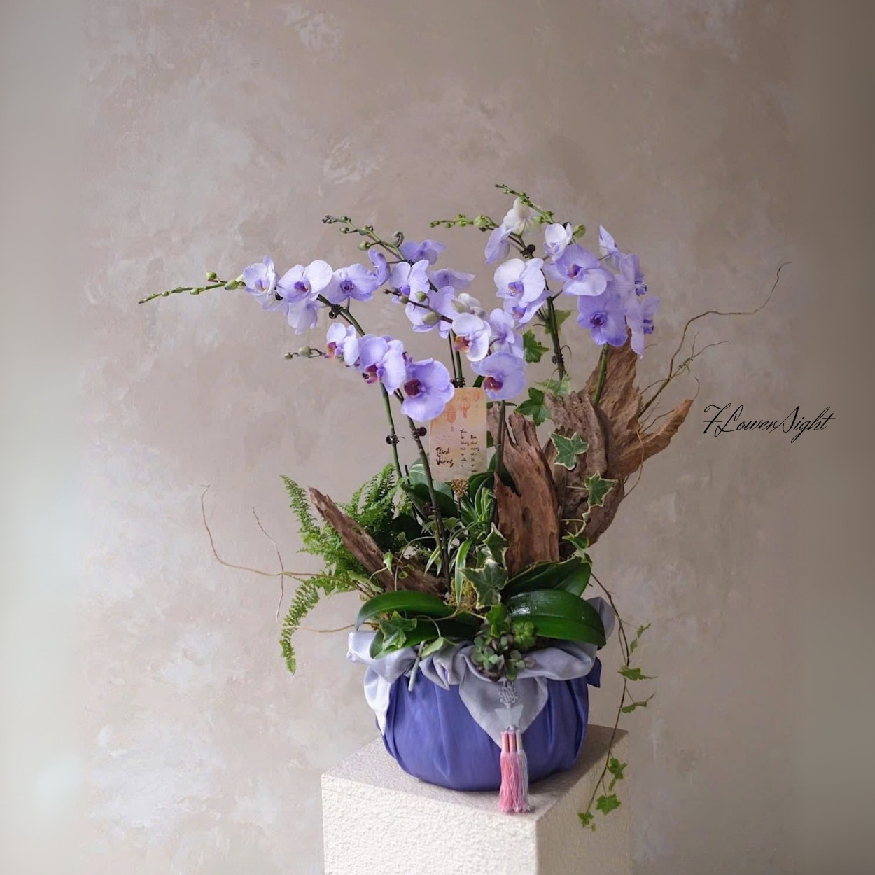 Chậu Lan Hồ Điệp Tím Biết Yêu