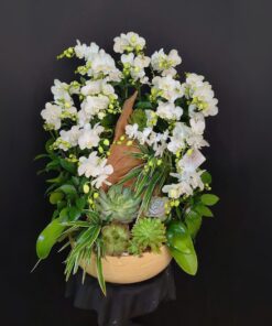 Chậu Lan Hồ Điệp Tím Đài Trang