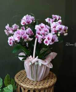 Chậu Lan Hồ Điệp Tím Diệu Quang