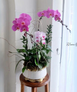 Chậu Lan Hồ Điệp Tím Dream Pop