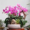 Chậu Lan Hồ Điệp Tím Heathens