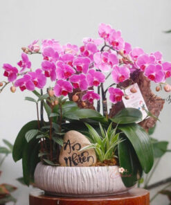 Chậu Lan Hồ Điệp Tím Heathens