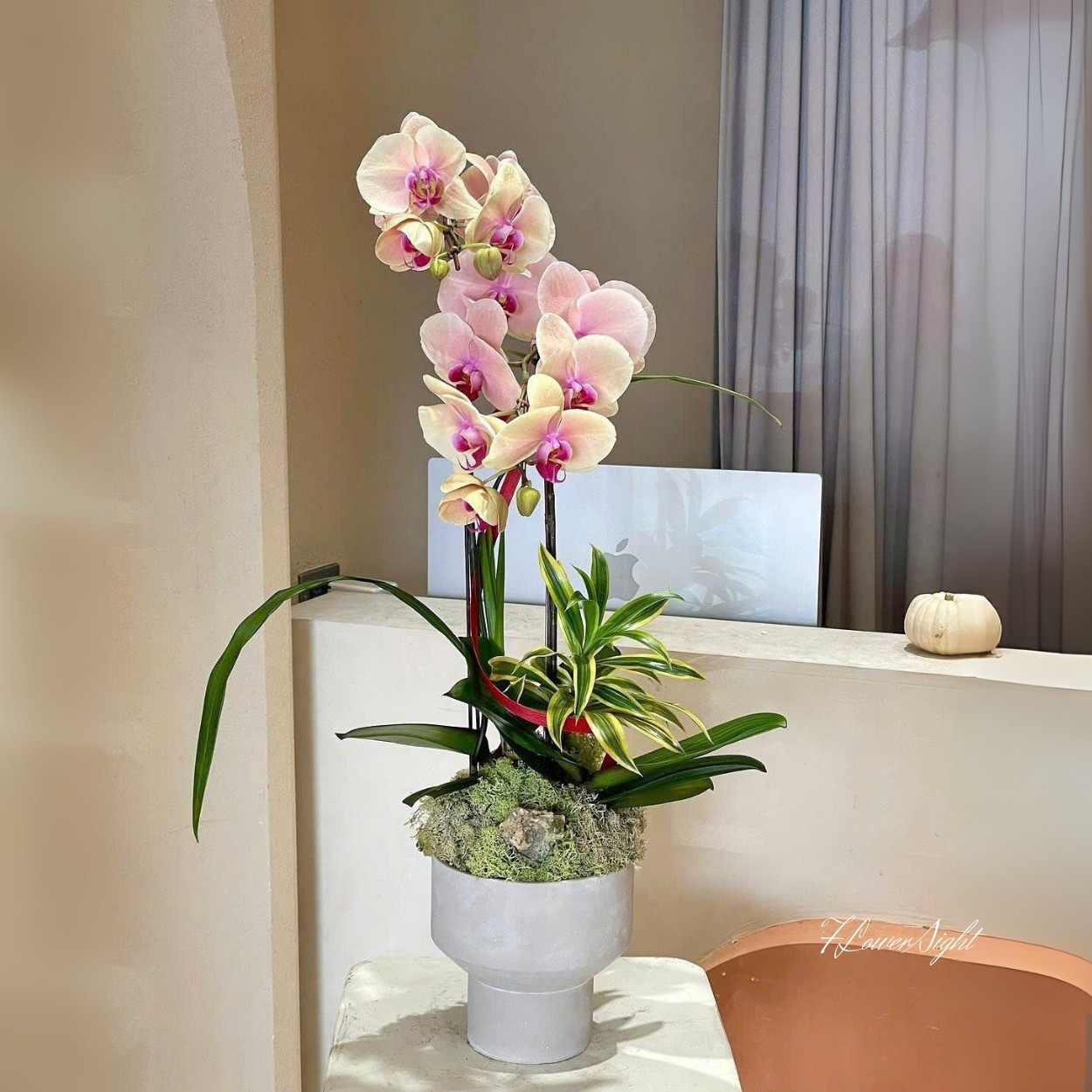 Chậu Lan Hồ Điệp Tím Hương Liên Tươi