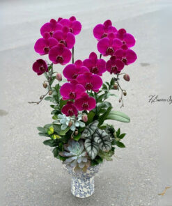 Chậu Lan Hồ Điệp Tím Huy hoàng