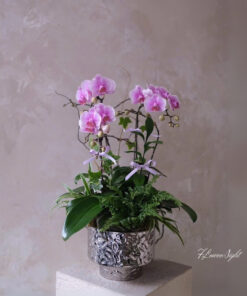 Chậu Lan Hồ Điệp Tím Lan Hồ Điệp Diệu Kỳ