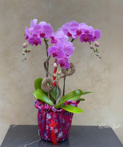 Chậu Lan Hồ Điệp Tím Liên Hoa Tâm