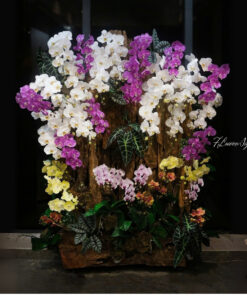 Cậu Lan Hồ Điệp Tím May mắn gõ cửa