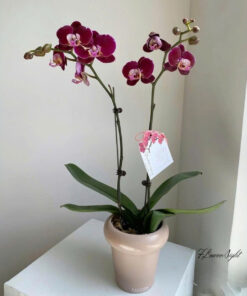 Chậu Lan Hồ Điệp Tím Mộng Mơ